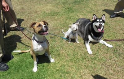 Dogs: Emmie, Joy, and Oreo