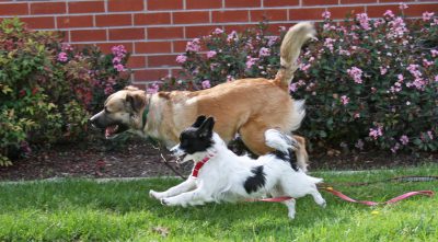 Dogs: Holly and Checkers running