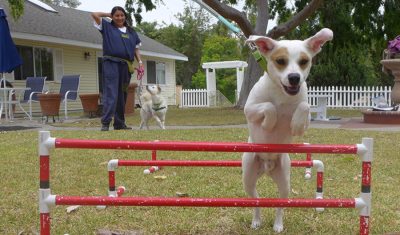 Milo the dog jumping over bars