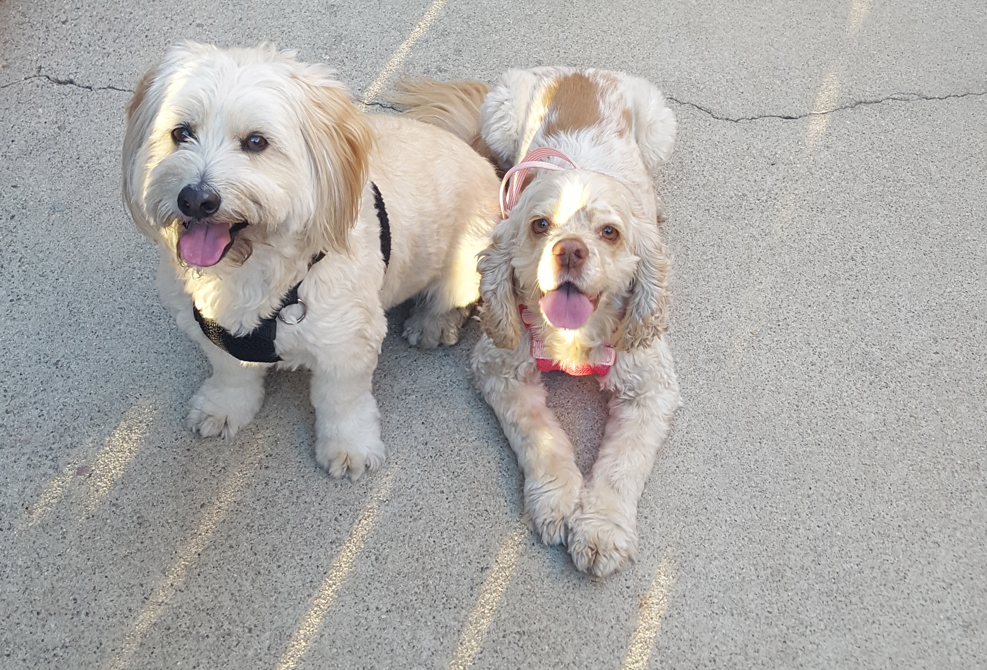Dogs: Gracie and Griffin